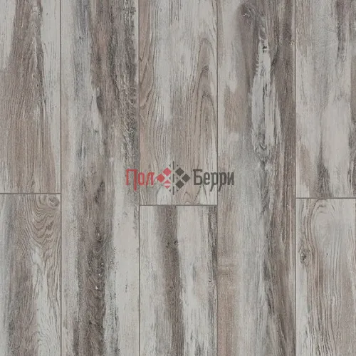 Дуб форвард