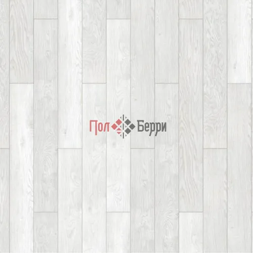 дуб морозный